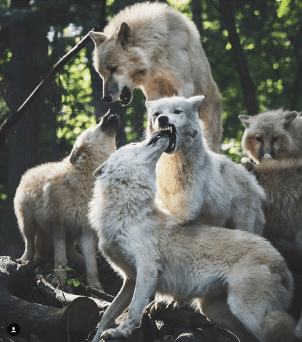 Screenshot_2016-04-19-18-25-33-1